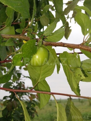 Satılır  torpaq 121 sot, photo 9 from 13