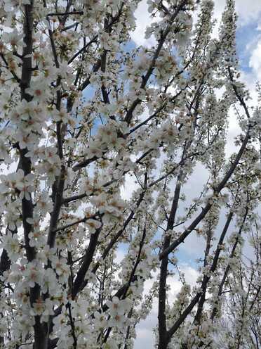 Satılır  torpaq 121 sot, photo 8 from 13