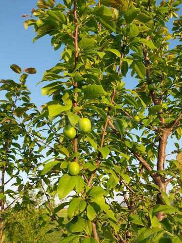 Satılır  torpaq 121 sot, photo 6 from 13