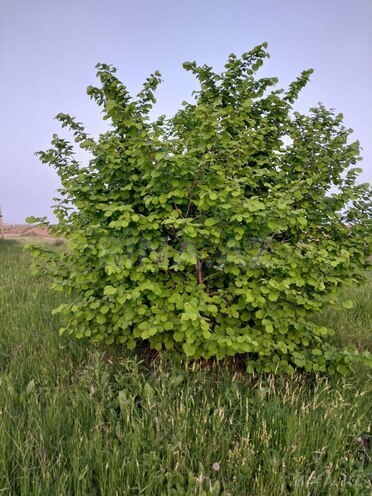 Satılır  torpaq 121 sot, photo 12 from 13