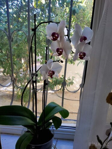 Продаётся 6-комн. дом/дача 160 м², м. Автовокзал, photo 8 from 11