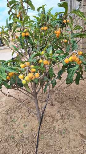 İcarəyə verilir 6 otaqlı həyət evi/bağ evi 220 m², Pirşağı q., photo 21 from 24