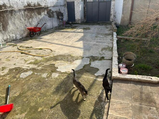 Satılır  torpaq 4.1 sot, Bülbülə q., photo 6 from 9