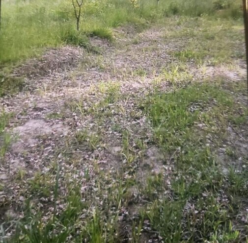 Satılır  torpaq 65 sot, photo 3 from 4