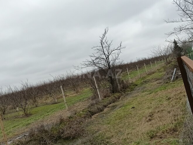 Продаётся  участок 34 сот, Хачмазский р., photo 6 from 12