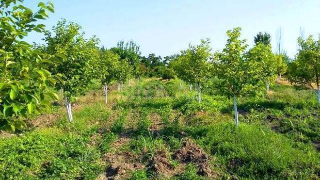 Satılır  torpaq 180 sot, Xaçmaz r., photo 5 from 24