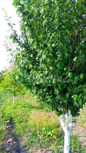 Satılır  torpaq 180 sot, Xaçmaz r., photo 12 from 24