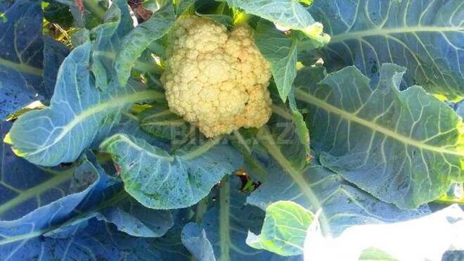 Satılır  torpaq 180 sot, Xaçmaz r., photo 17 from 24