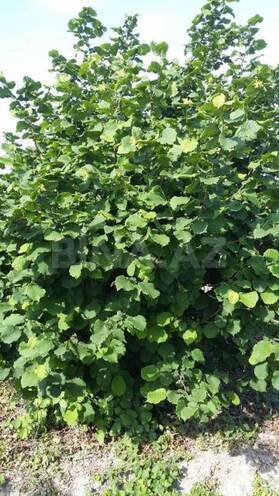 Satılır  torpaq 180 sot, Xaçmaz r., photo 15 from 24