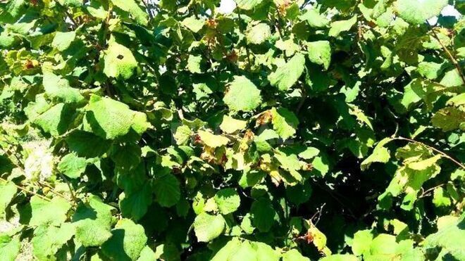 Satılır  torpaq 180 sot, Xaçmaz r., photo 20 from 24