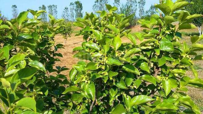 Satılır  torpaq 180 sot, Xaçmaz r., photo 19 from 24