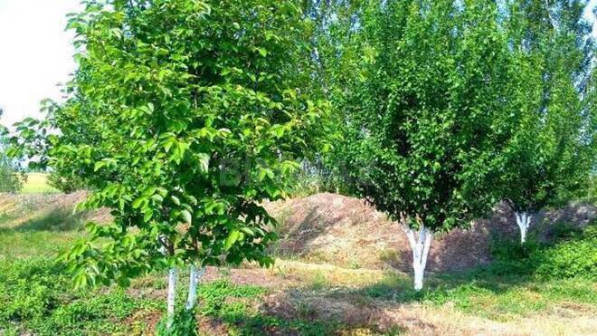 Satılır  torpaq 180 sot, Xaçmaz r., photo 16 from 24