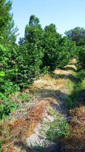 Satılır  torpaq 180 sot, Xaçmaz r., photo 14 from 24