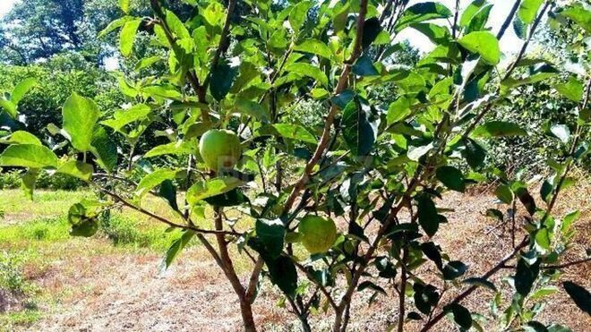 Satılır  torpaq 180 sot, Xaçmaz r., photo 23 from 24