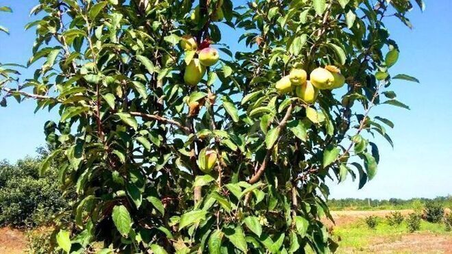 Satılır  torpaq 180 sot, Xaçmaz r., photo 22 from 24