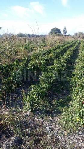 Satılır  torpaq 180 sot, Xaçmaz r., photo 21 from 24