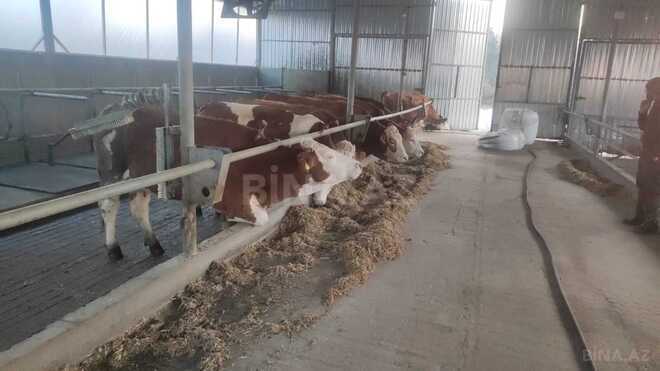 Satılır  obyekt 800 m², photo 6 from 9