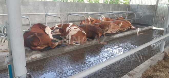 Satılır  obyekt 800 m², photo 4 from 9