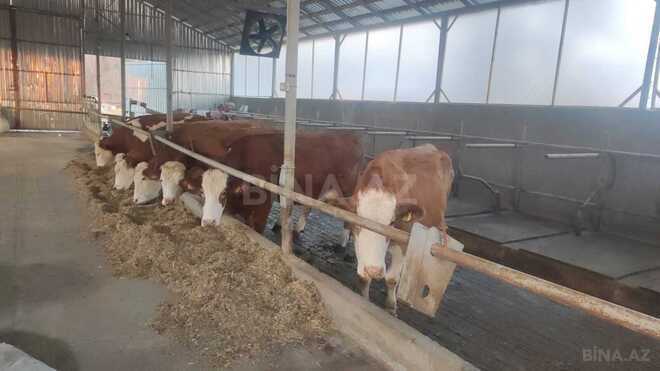 Satılır  obyekt 800 m², photo 5 from 9