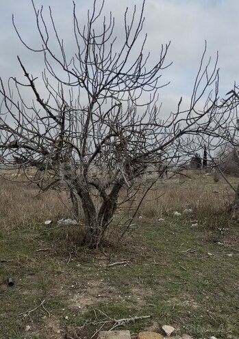 Satılır  torpaq 6 sot, Nardaran q., photo 5 from 7