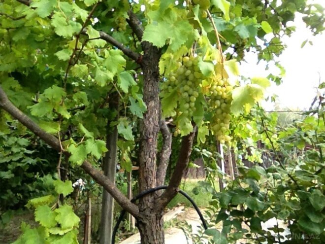 Продаётся  участок 4 сот, photo 7 from 8