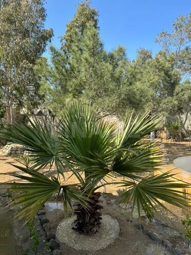 Продаётся  дом/дача 115 м², Пираллахи р., photo 10 from 19