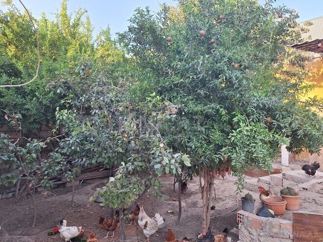 İcarəyə verilir 4 otaqlı həyət evi/bağ evi 135 m², Binəqədi q., photo 19 from 20