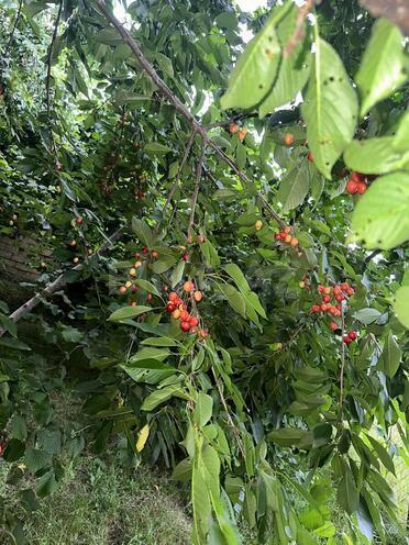 Продаётся  участок 10.5 сот, photo 4 from 9