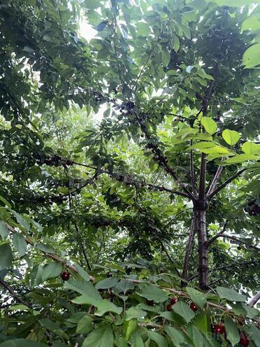 Продаётся  участок 10.5 сот, photo 7 from 9