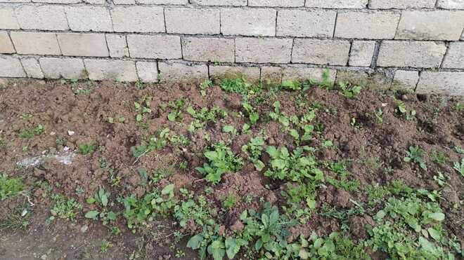 Satılır 1 otaqlı həyət evi/bağ evi 25 m², photo 14 from 16