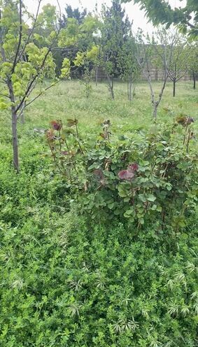 Продаётся  участок 5 сот, пос. Фатмаи, photo 4 from 6