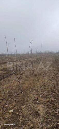 Продаётся  участок 122 сот, photo 10 from 19