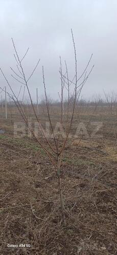 Продаётся  участок 122 сот, photo 14 from 19