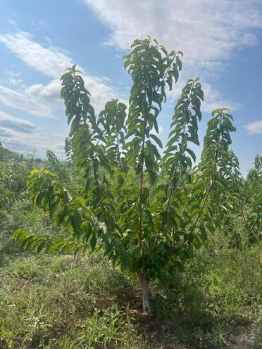 Продаётся  участок 122 сот, photo 9 from 19