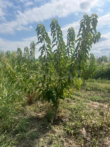 Продаётся  участок 122 сот, photo 3 from 19