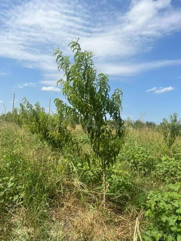 Продаётся  участок 122 сот, photo 5 from 19