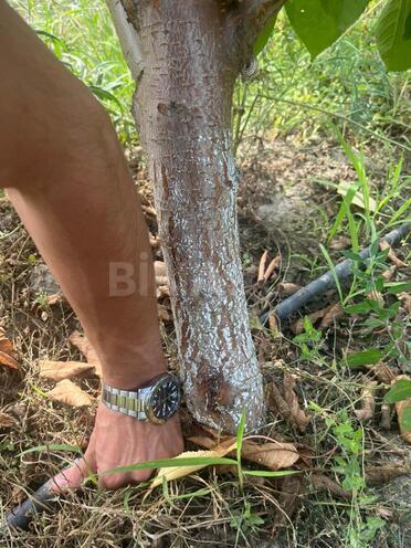 Продаётся  участок 122 сот, photo 4 from 19