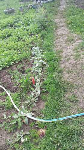 Satılır 1 otaqlı həyət evi/bağ evi 25 m², photo 6 from 20