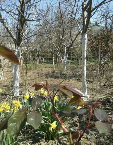 Satılır 3 otaqlı həyət evi/bağ evi 55 m², Biləcəri q., photo 3 from 12