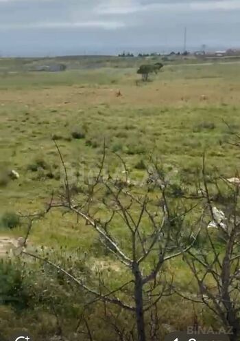 Продаётся  участок 150 сот, пос. Мамедли, photo 5 from 6