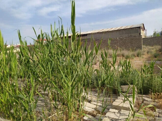 Продаётся  участок 62 сот, м. Ичеришехер, photo 3 from 6