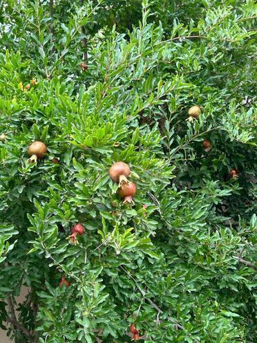 Продаётся 5-комн. дом/дача 200 м², пос. Мушфигабад, photo 7 from 23