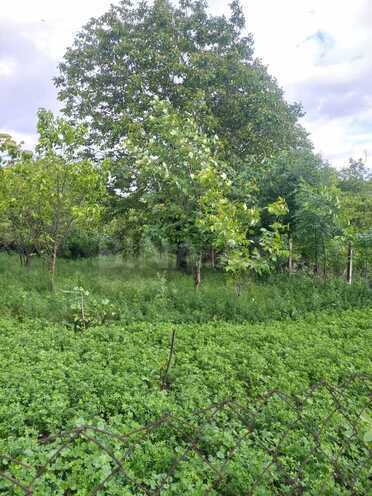 Продаётся  участок 12 сот, photo 5 from 29