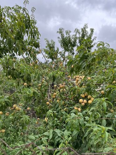 Продаётся  участок 12 сот, photo 23 from 29