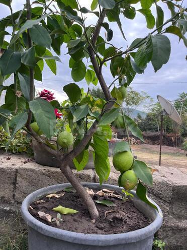 Продаётся  участок 12 сот, photo 9 from 29