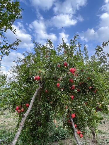 Продаётся  участок 12 сот, photo 8 from 29