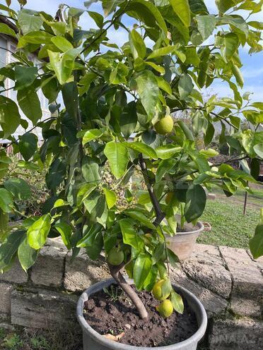 Продаётся  участок 12 сот, photo 22 from 29