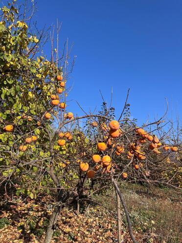 Продаётся  участок 12 сот, photo 19 from 29