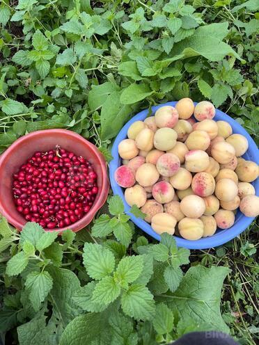 Продаётся  участок 12 сот, photo 12 from 29