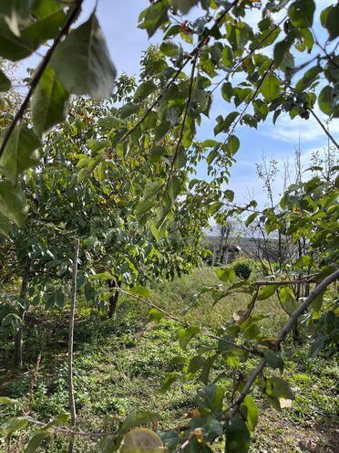 Продаётся  участок 12 сот, photo 20 from 29